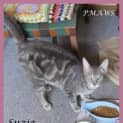Photo of Suzie