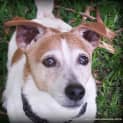 Photo of Bonnie (Adopted Jan 15)~ Jack Russell Terrier