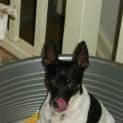 Photo of Chiko (On Trial 20/4/15)