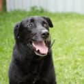 Photo of Albie (On Hold Pending Adopt) ~ Purebred Labrador