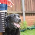 Photo of Albie (On Hold Pending Adopt) ~ Purebred Labrador