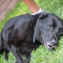 Photo of Albie (On Hold Pending Adopt) ~ Purebred Labrador