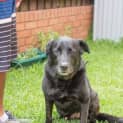 Photo of Albie (On Hold Pending Adopt) ~ Purebred Labrador