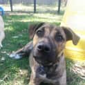 Photo of Harmony (On Trial 1/1/15)~ Staffy X Pup (Med Size)