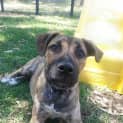 Photo of Harmony (On Trial 1/1/15)~ Staffy X Pup (Med Size)