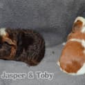 Photo of Jasper And Toby