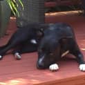 Photo of Jake ** The Great And Best Dog Ever **