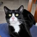 Photo of Felix (Bn C264)