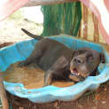 Photo of Indigo (Adoption Pending)