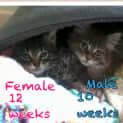 Photo of Kittens Kittens Kittens!