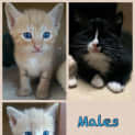 Photo of Kittens Kittens Kittens!