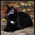 Photo of Akira