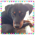 Photo of Jessie ** A Loyal Mini Rotti Girl **