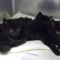 Photo of Black Kittens