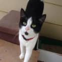 Photo of Ava Adoption Fee $100