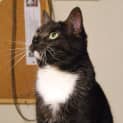 Photo of Dottie Adoption Fee $100.00