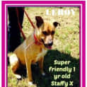 Photo of Leroy (Adopted 24/1/15) ~ 1yo Staffy Mix
