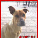 Photo of Leroy (Adopted 24/1/15) ~ 1yo Staffy Mix
