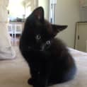 Photo of Black Kitten