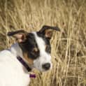 Photo of Spot