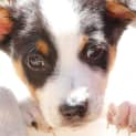 Photo of Spot