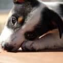 Photo of Spot