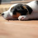 Photo of Spot