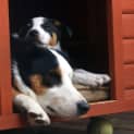 Photo of Spot