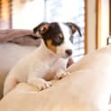 Photo of Spot