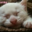 Photo of Franky 