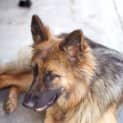 Photo of Daisy (On Trial 7/12/14) ~ German Shepherd