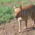Photo of Lara (Adoption Pending)