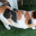Photo of "Checkers" $49   Purrfect Match