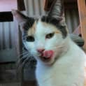 Photo of "Checkers" $49   Purrfect Match