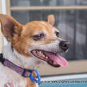 Photo of Sootie (New Listing Created) ~ Senior Mini Foxy