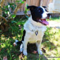 Photo of Joy (On Trial 20/12/14) ~ Border Collie