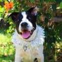 Photo of Joy (On Trial 20/12/14) ~ Border Collie