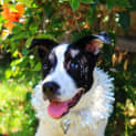 Photo of Joy (On Trial 20/12/14) ~ Border Collie