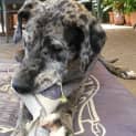 Photo of Tilly