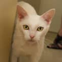 Photo of Angel