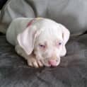 Photo of Willow