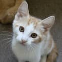 Photo of Ginny Kitten Kapers Rescue