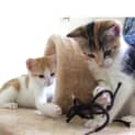 Photo of Ginny Kitten Kapers Rescue