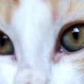 Photo of Ginny Kitten Kapers Rescue