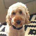 Photo of Oscar
