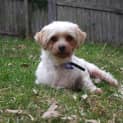 Photo of Tilly (Adopted 4/4/15)