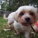 Photo of Tilly (Adopted 4/4/15)