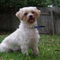 Photo of Tilly (Adopted 4/4/15)