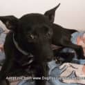 Photo of Roxy (On Trial 28/12/14)~ Small Kelpie X