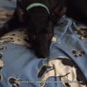Photo of Roxy (On Trial 28/12/14)~ Small Kelpie X
